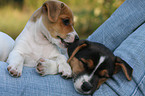 Jack Russell Terrier Puppies