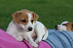 Jack Russell Terrier Puppies