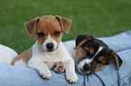 Jack Russell Terrier Puppies