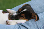 Jack Russell Terrier Puppy