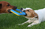 playing Jack Russell Terrier