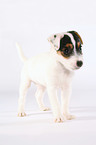 standing Jack Russell Terrier Puppy