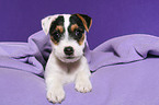lying Jack Russell Terrier Puppy