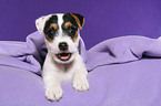 lying Jack Russell Terrier Puppy