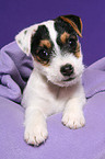 lying Jack Russell Terrier Puppy