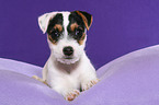 lying Jack Russell Terrier Puppy