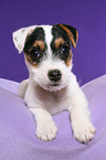 lying Jack Russell Terrier Puppy