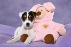 Jack Russell Terrier Puppy with plushie