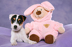 Jack Russell Terrier Puppy with plushie
