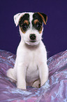 sitting Jack Russell Terrier Puppy