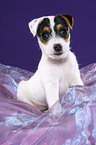 sitting Jack Russell Terrier Puppy