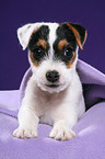 Jack Russell Terrier Puppy  under blanket