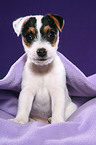 Jack Russell Terrier Puppy  under blanket