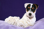 Jack Russell Terrier Puppy with toy