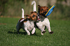 playing Jack Russell Terrier