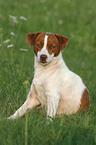 sitting Jack Russell Terrier