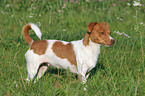 standing Jack Russell Terrier