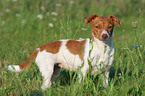 standing Jack Russell Terrier