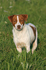 standing Jack Russell Terrier