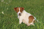 sitting Jack Russell Terrier