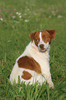 sitting Jack Russell Terrier