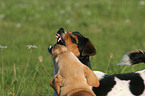 Jack Russell Terrier and Labrador Retriever Puppy