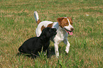 Jack Russell Terrier and Labrador Retriever Puppy