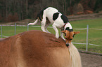 Jack Russell Terrier & Haflinger