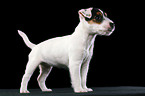 standing Jack Russell Terrier Puppy