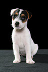 sitting Jack Russell Terrier Puppy