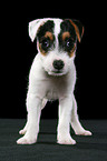 standing Jack Russell Terrier Puppy