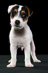 standing Jack Russell Terrier Puppy