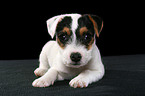 lying Jack Russell Terrier Puppy