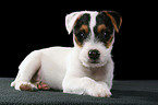 lying Jack Russell Terrier Puppy