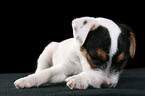 sleeping Jack Russell Terrier Puppy