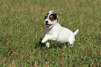 running Jack Russell Terrier Puppy