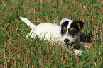 nibbling Jack Russell Terrier puppy