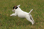 running Jack Russell Terrier Puppy
