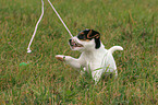 playing Jack Russell Terrier puppy