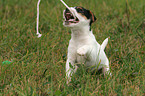 playing Jack Russell Terrier puppy