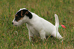 urinating Jack Russell Terrier puppy