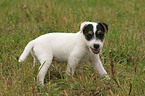 nibbling Jack Russell Terrier puppy