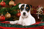 Jack Russell Terrier puppy at christmas