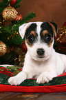 Jack Russell Terrier puppy at christmas