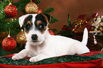 Jack Russell Terrier puppy at christmas