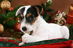 Jack Russell Terrier puppy at christmas