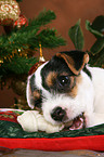 Jack Russell Terrier puppy at christmas