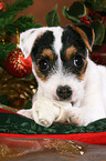 Jack Russell Terrier puppy at christmas