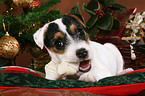 Jack Russell Terrier puppy at christmas