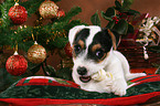 Jack Russell Terrier puppy at christmas